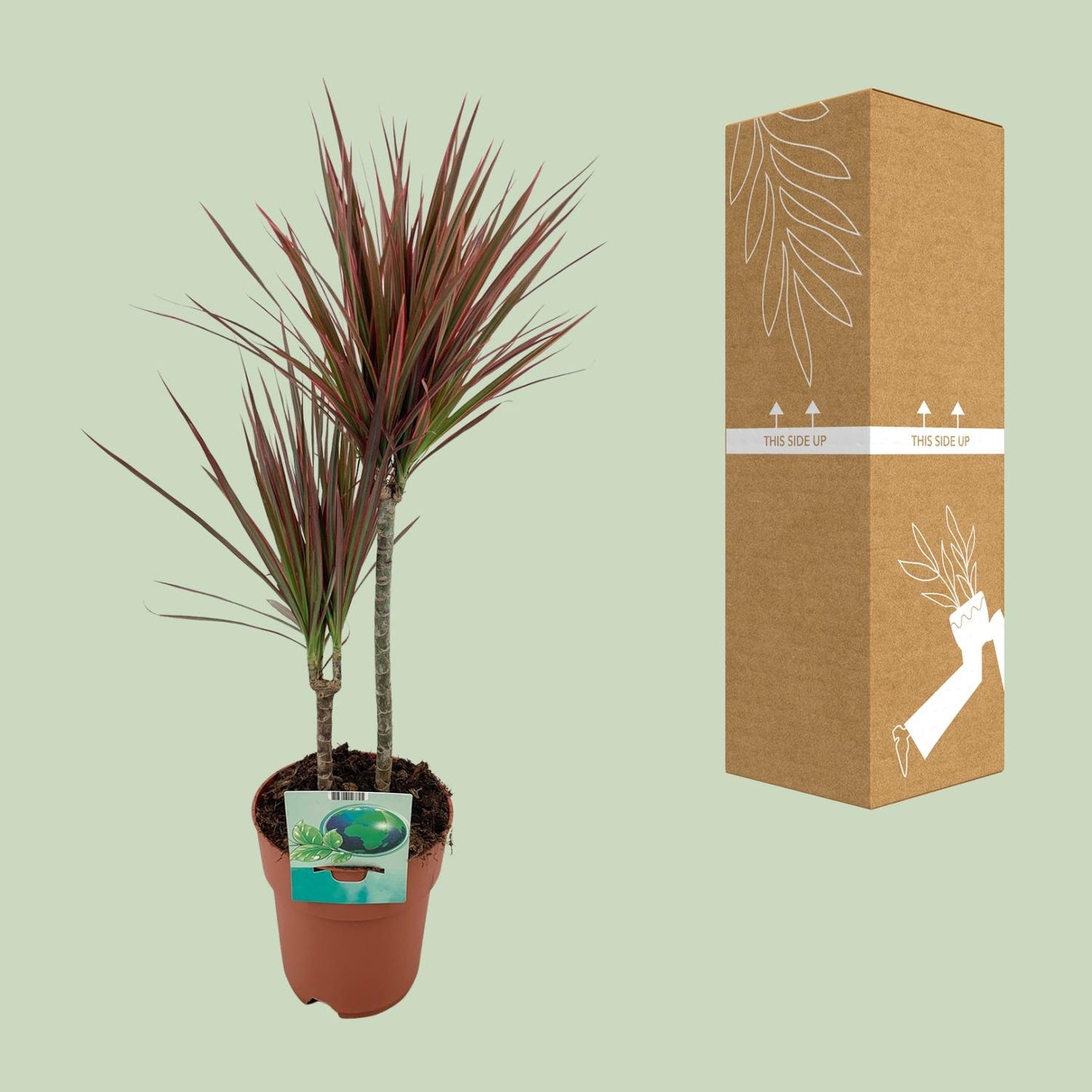 Dracaena Marginata Bicolor - Ø19cm - ↕70cm
