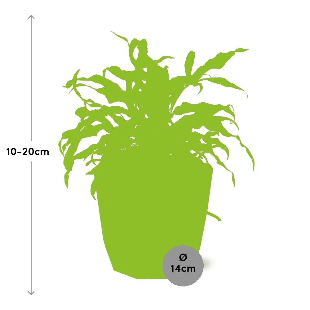 Microsorum Diversifolium in ELHO b.for rock 14 cm warm grey