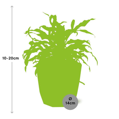 Microsorum Diversifolium in ELHO b.for rock 14 cm warm grey