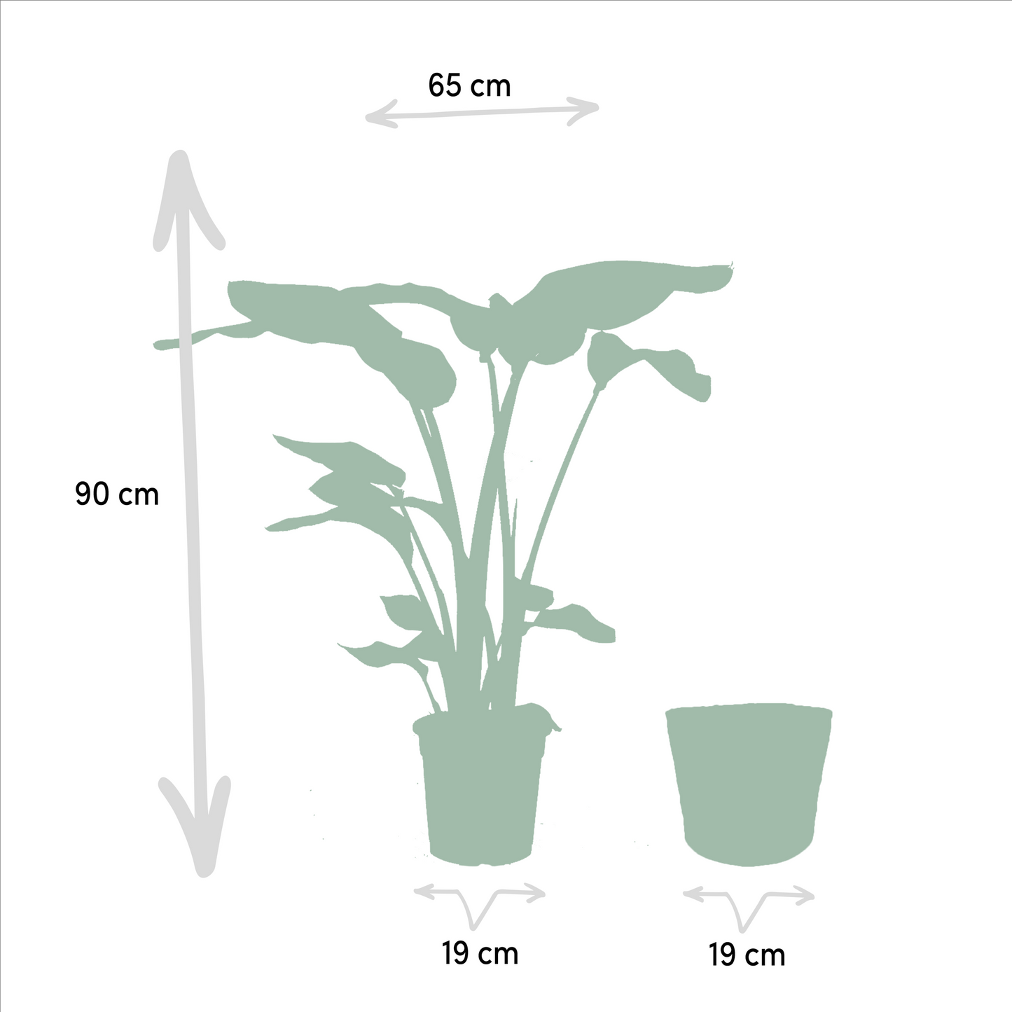 Strelitzia Nicolai - Ø19cm - ↕85cm + Alocasia Macrorrhiza - Ø19cm - ↕70cm + Korb Igmar
