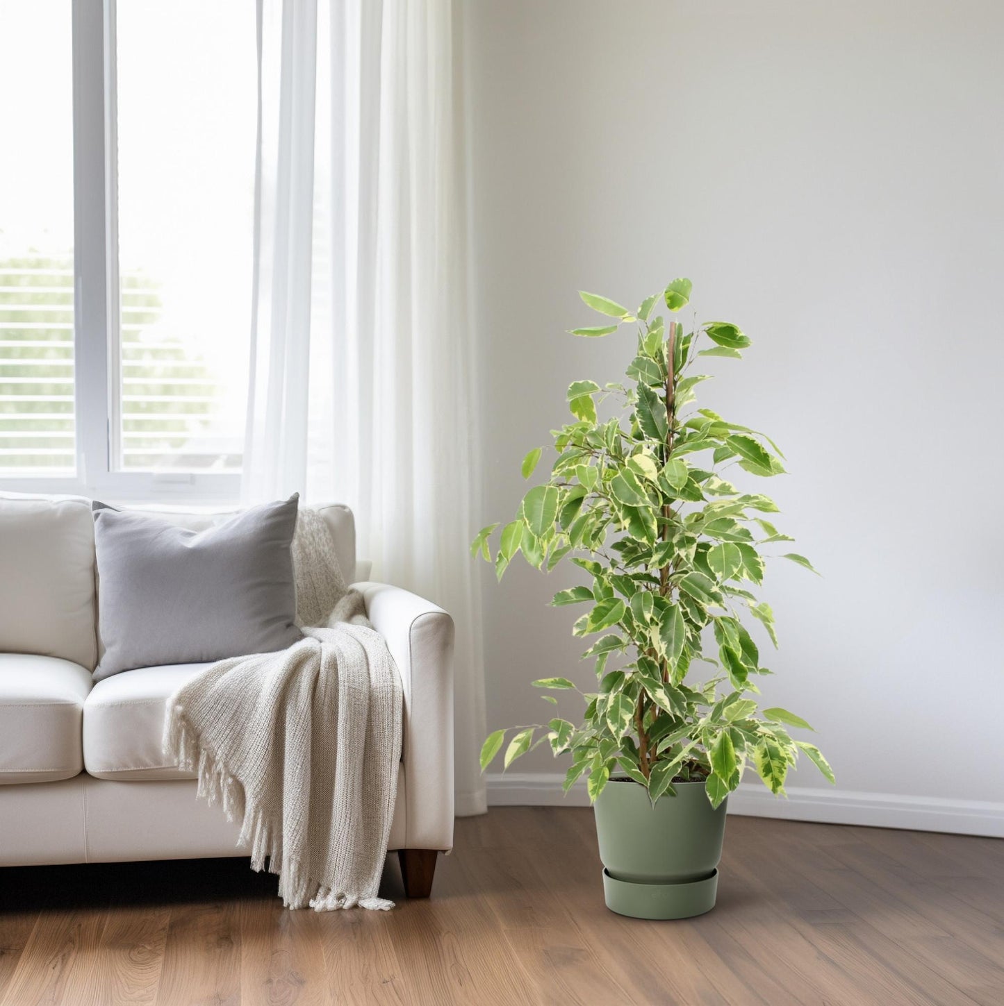 Ficus Benjamina Golden King - Ø17cm - ↕70cm