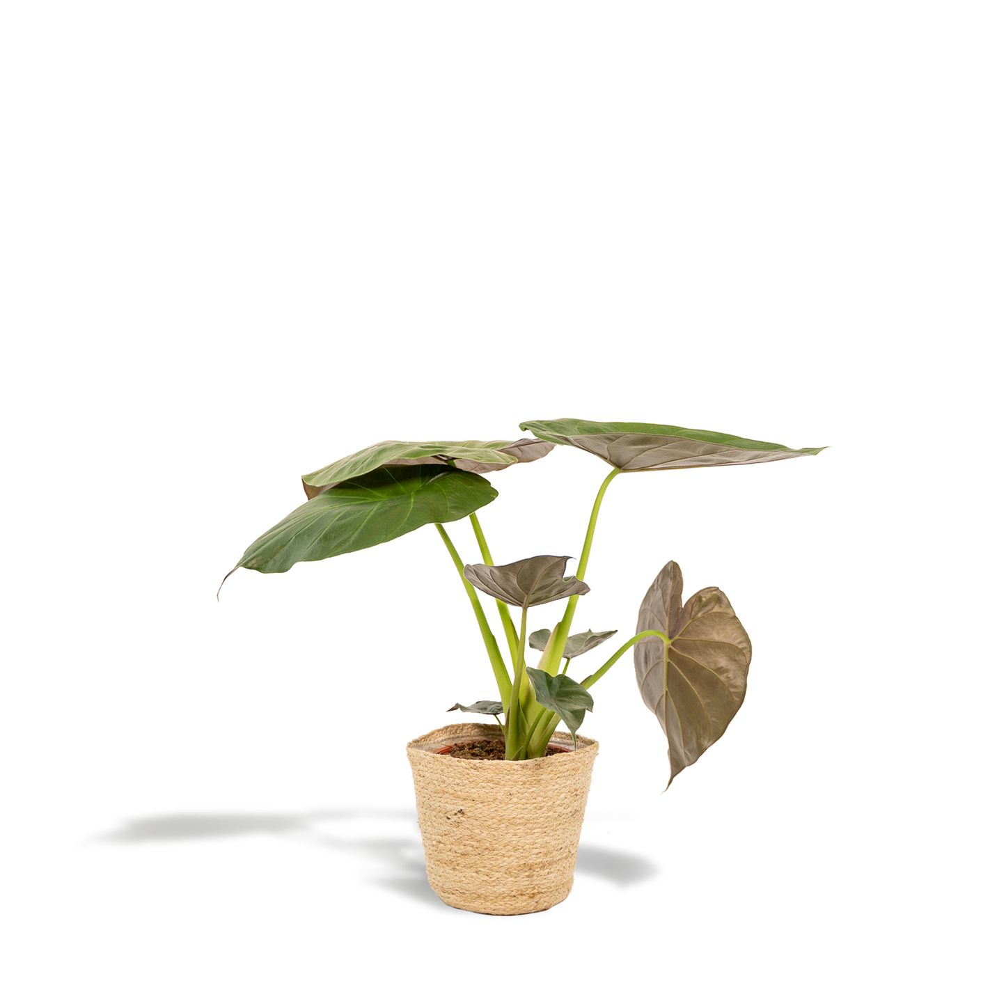 Alocasia Wentii - Ø19cm - ↕65cm + Korb Selin