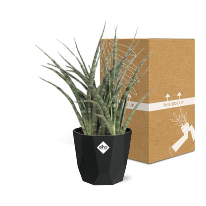 Sansevieria Fernwood Punk in 14cm b.for rock living black