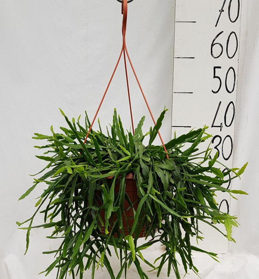 Rhipsalis Micrantha - Ø25cm - ↕50cm