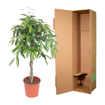 Bogenhanf 'Amstel King' – 140 cm Geflochtene Zimmerpflanze