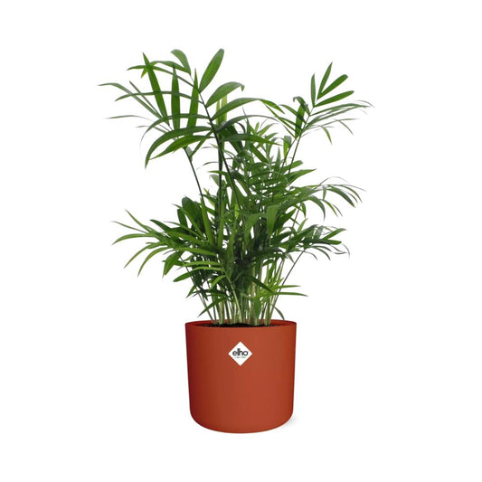 Chamaedorea in ELHO b.for soft rond 14cm brique