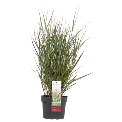 Panicum virgatum Cheyenne Sky - Ø23cm - ↕60cm - Ø19 - ↨50cm