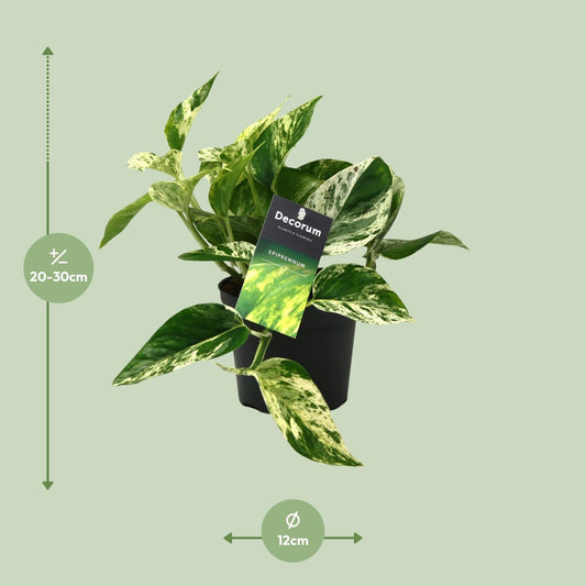 Scindapsus (Epipremnum) Marble Queen - Ø12cm - ↕25cm