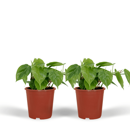 2x Philodendron Scandens - - 5cm - ø12