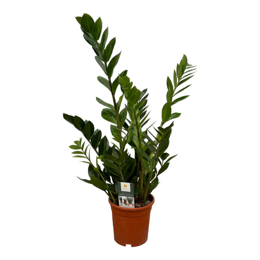Glücksfeder 75 cm – Pflegeleichte Zimmerpflanze