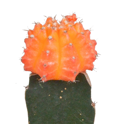Gymnocalycium Mix 3er Set – Bunte Kakteenveredelung