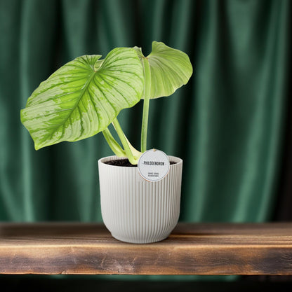 Philodendron Mamei - Ø15cm - ↕50cm