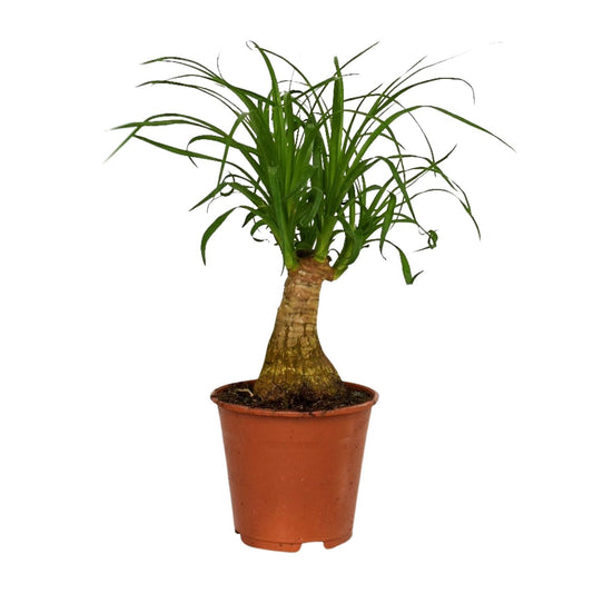 Beaucarnea Nolina - Ø14cm - ↕40cm