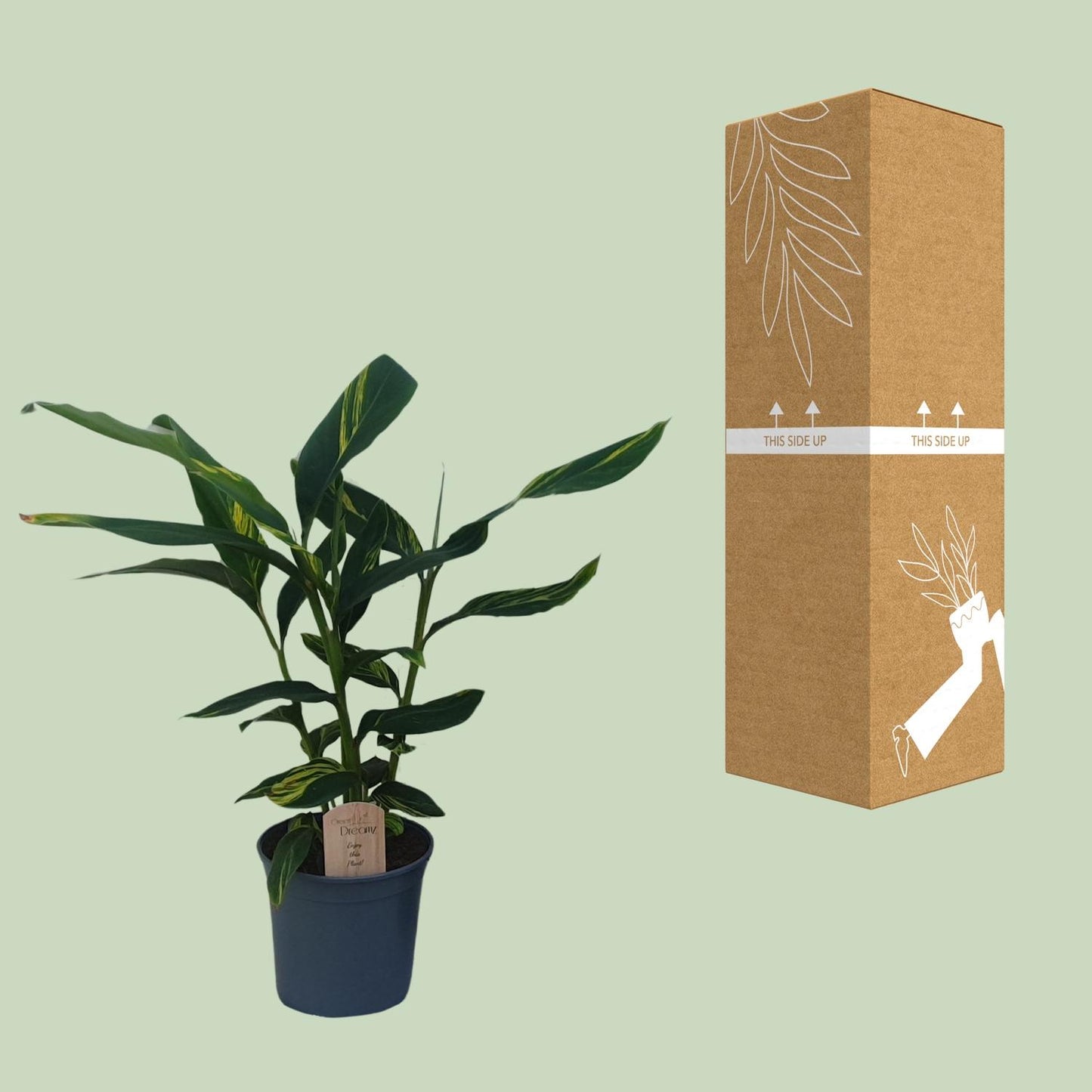 Alpinia Zerumbet