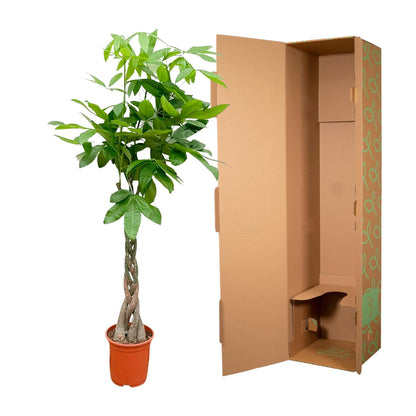 Pachira Aquatica - 150cm - ø27