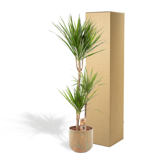 Drachenbaum 120 cm – Stilvolle & pflegeleichte Zimmerpflanze