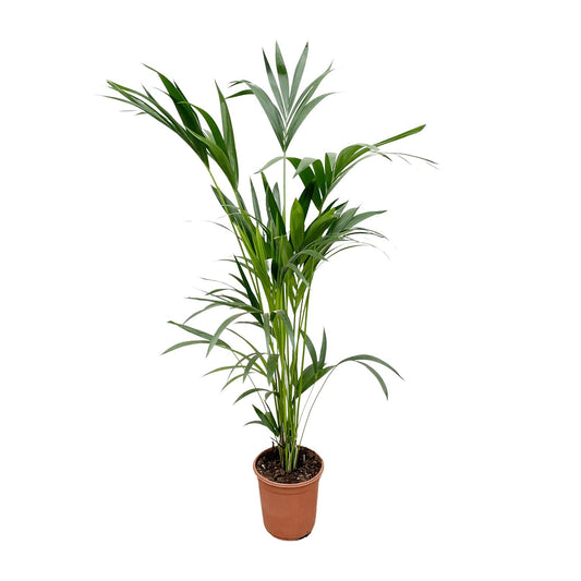 Kentia Palme 160 cm – Elegante, pflegeleichte Zimmerpflanze