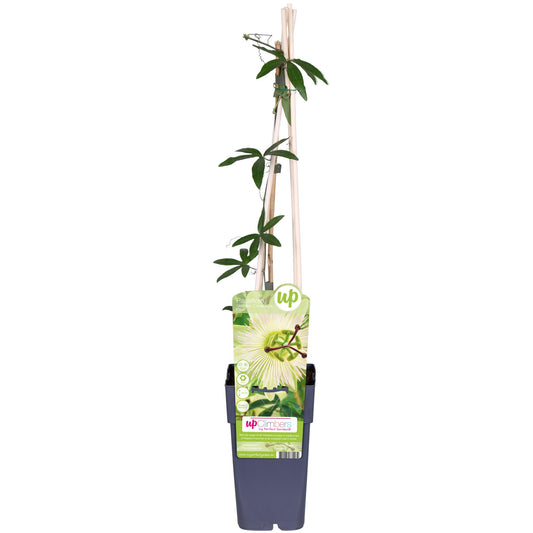 Passiflora weiß caerulea 'Constance Elliot' - Ø15cm - ↕65cm
