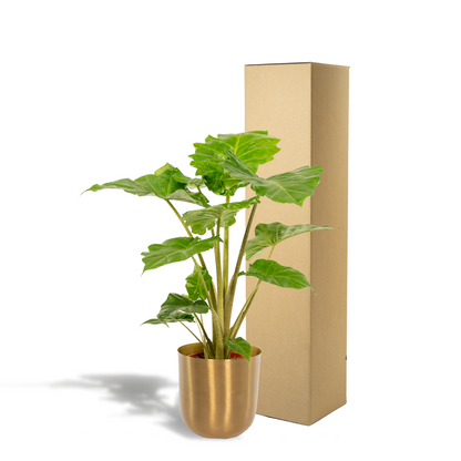 Alocasia Portodora - Ø21cm - ↕80cm + Topf Mayk Gold