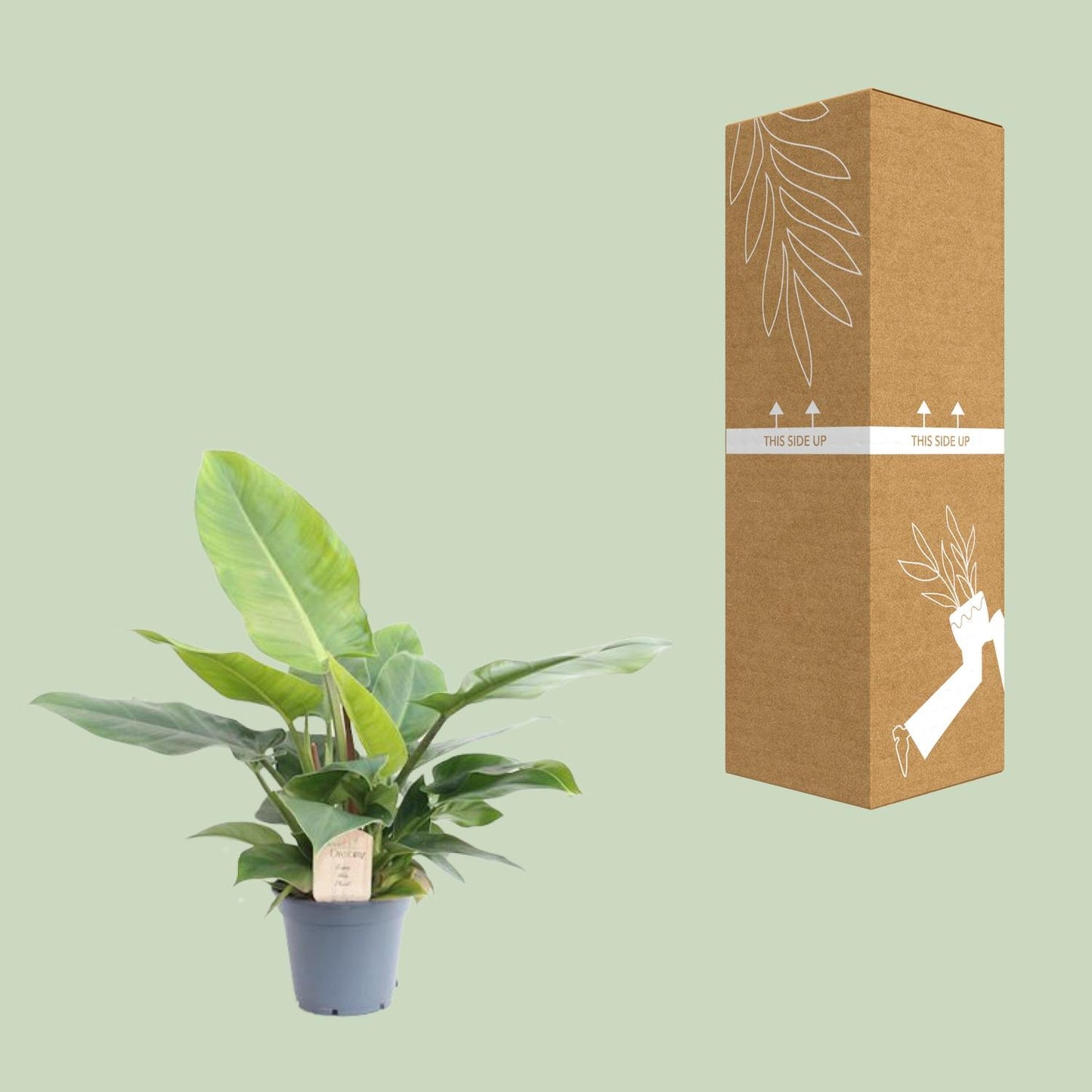 Philodendron Imperial Green - Ø17cm - ↕50cm