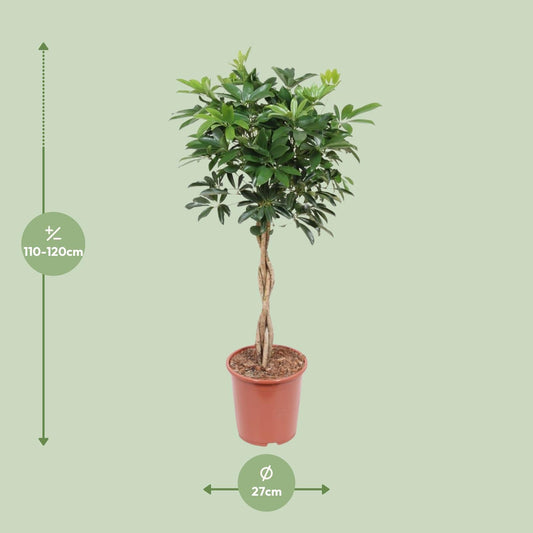 Schefflera Arboricola Compacta - Ø27cm - ↕120cm