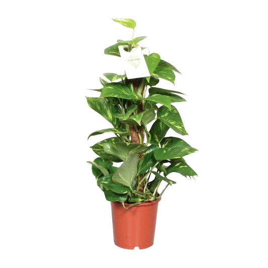 Epipremnum Aureum  - Ø15cm - ↕60cm