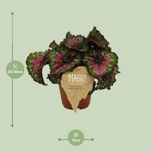 Begonia Rex Macarena - Ø12 ↕25