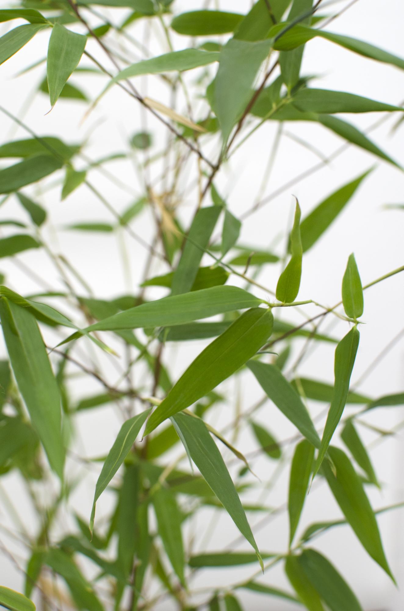 Phyllostachys 'Bissetii' - Ø14cm - ↕40cm