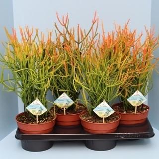 Bio Euphorbia Tirucalli Stramineus 60-STRAM17 - Ø17cm - ↕40cm