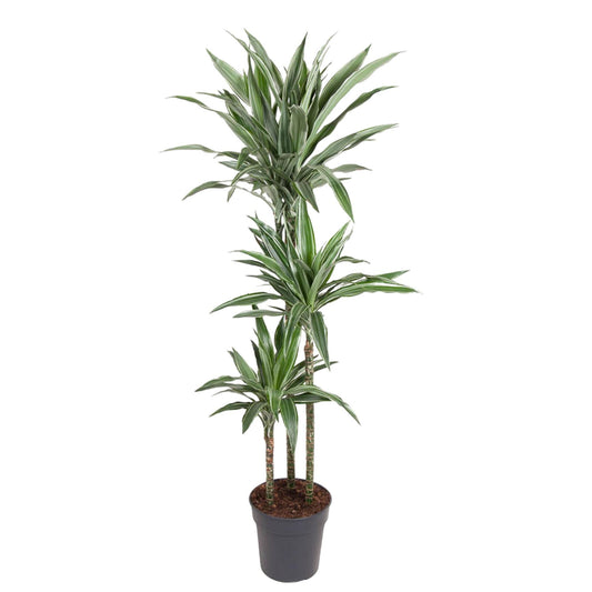 Drachenbaum Warneckei – Elegante & Pflegeleichte Zimmerpflanze 100 cm