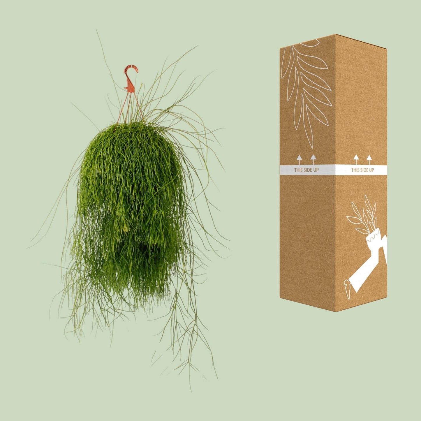 Rhipsalis Cassutha - Ø21cm - ↕50cm