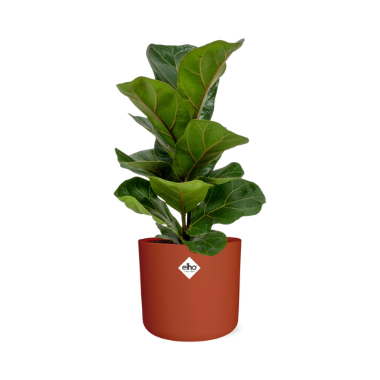 Ficus Lyrata ‘Bambino’ in ELHO b.for soft rond 14cm brique