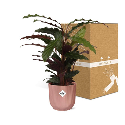 Calathea Rufibarba ‘Tropistar’ in ELHO Vibes Fold 14cm roze