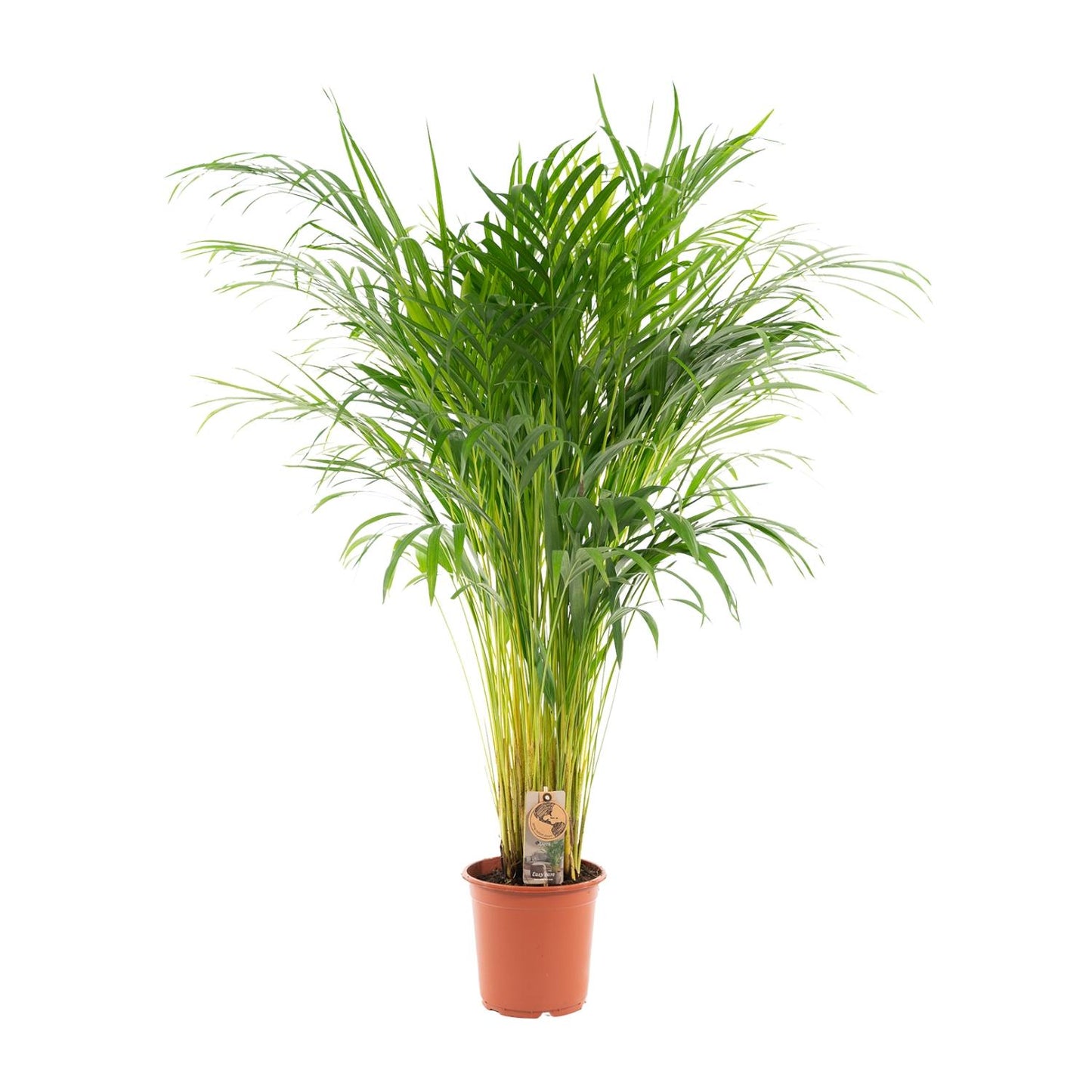 Goldfruchtpalme 110 cm – Tropisch & Pflegeleicht