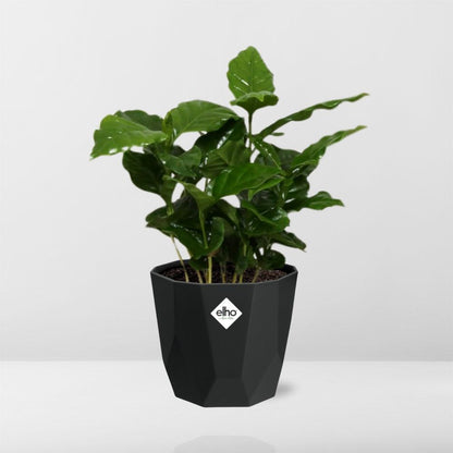 Coffea Arabica in 14cm b.for rock living black