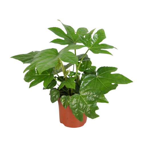 Fatsia Overig - Ø12cm - ↕45cm