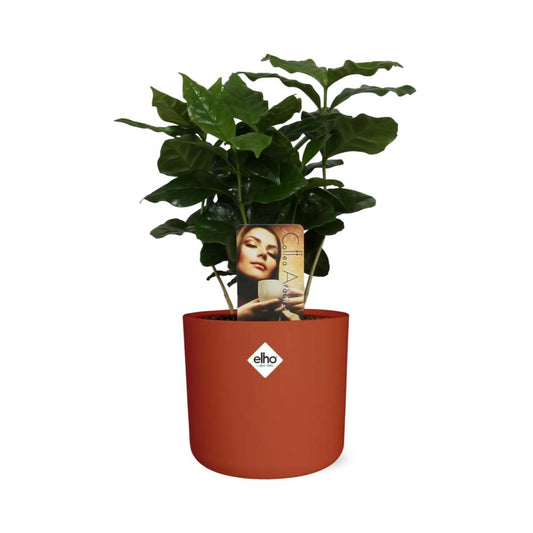 Coffea Arabica in ELHO b.for soft rond 14cm brique