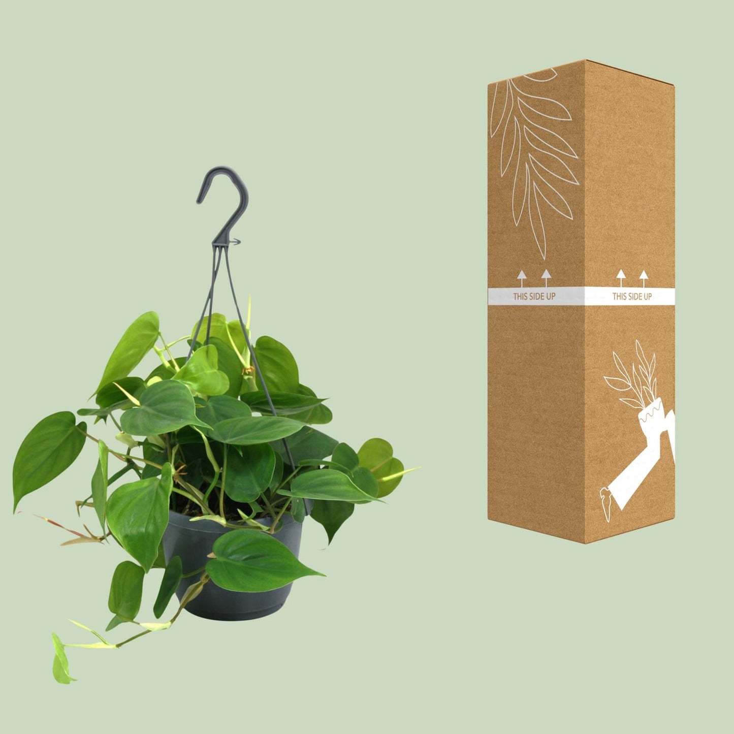 Philodendron Scandens - Ø15cm - ↕35cm