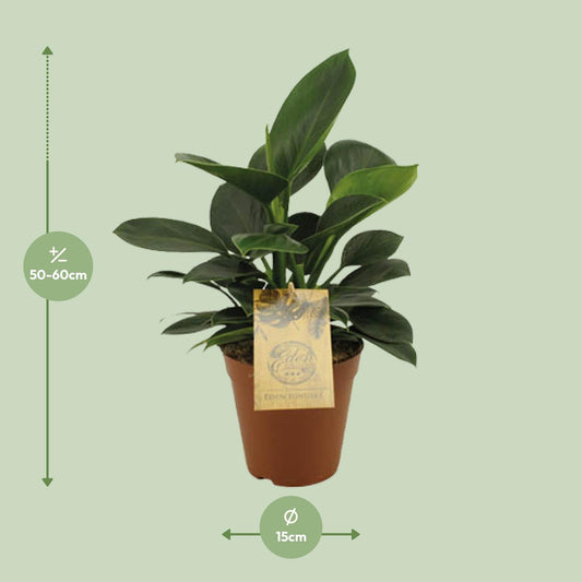 Philodendron Oxypure - Ø15cm - ↕60cm