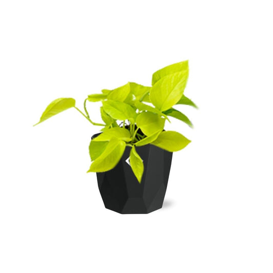 Epipremnum Pinnatum ‘Golden Pothos’ in 14cm b.for rock living black