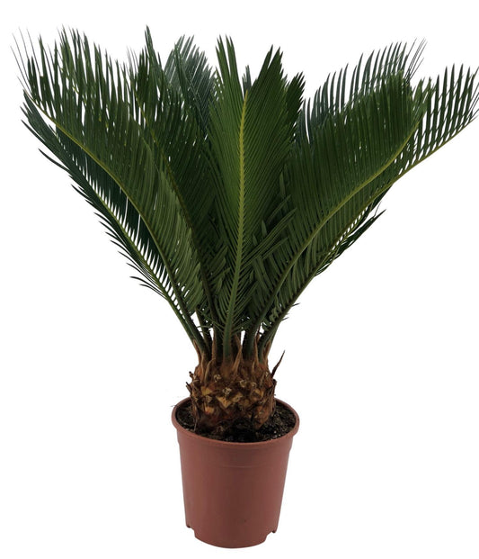Cycas Revoluta 10+ Blad - Ø12cm - ↕45cm
