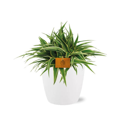 Chlorophytum Ocean 15cm in ELHO brussels 16 cm round white