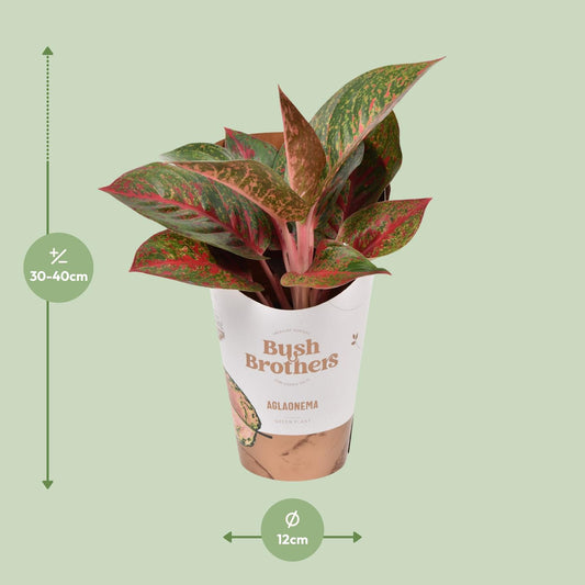 Aglaonema Dark Star - Ø12cm - ↕35cm