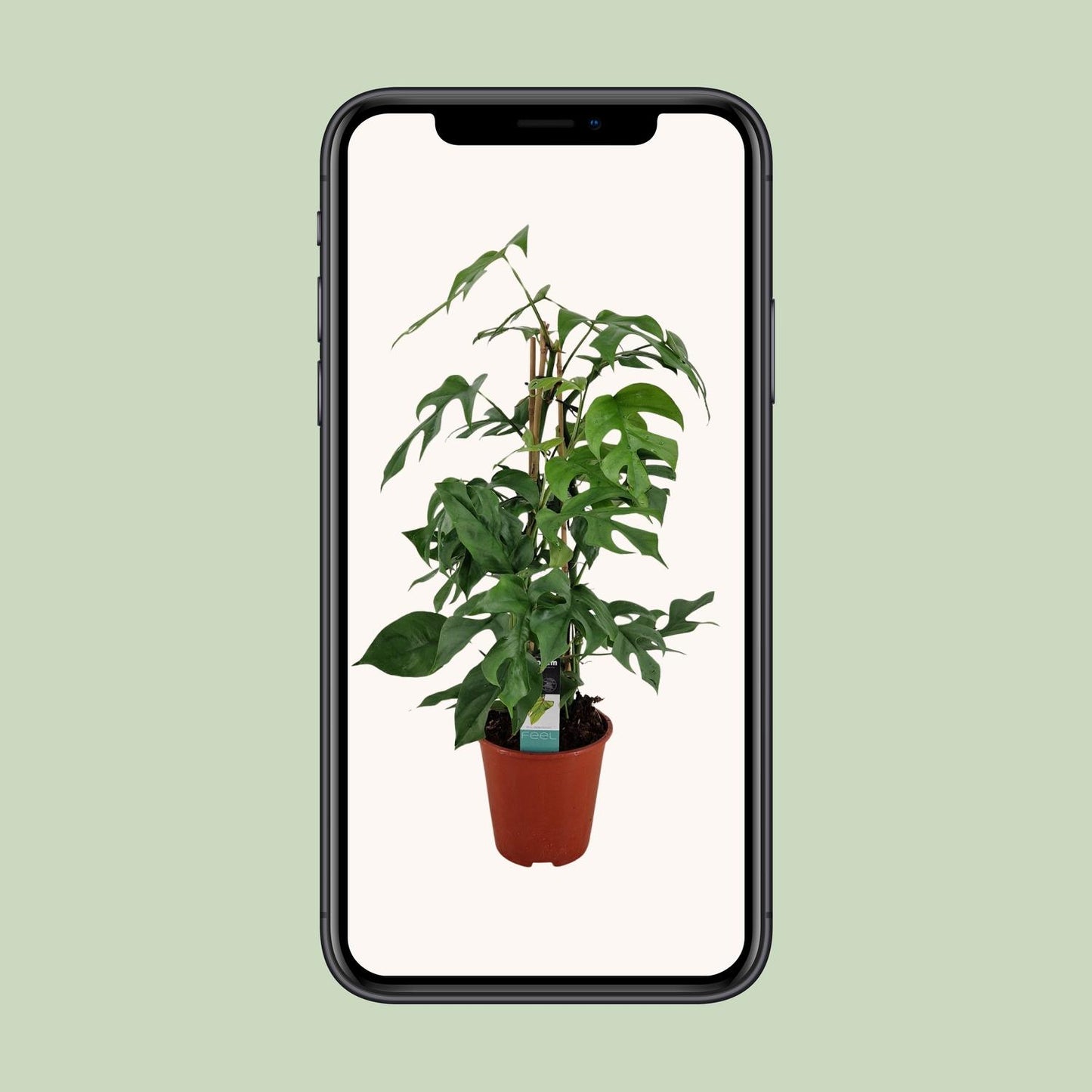Philodendron Minima Pyramide - Ø19 ↕75