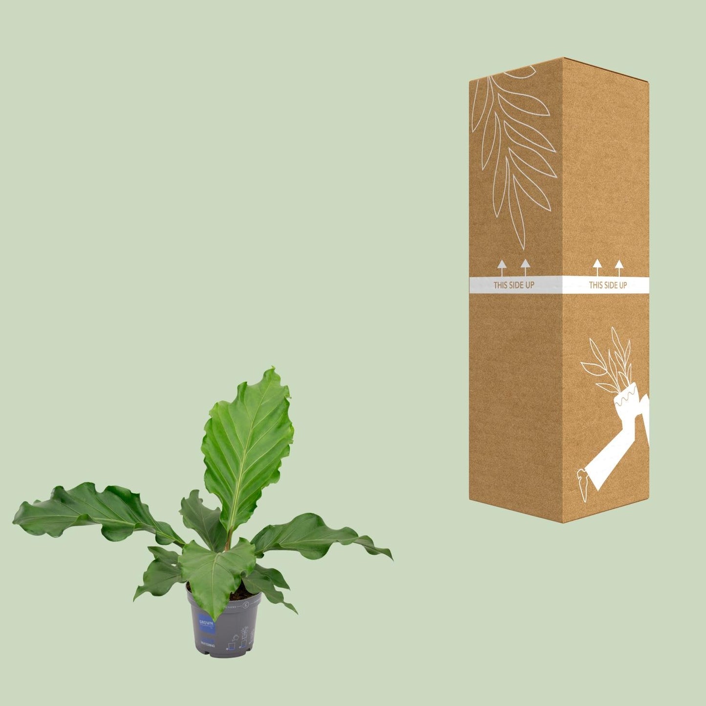 Anthurium Birdnest - Ø17cm - ↕55cm