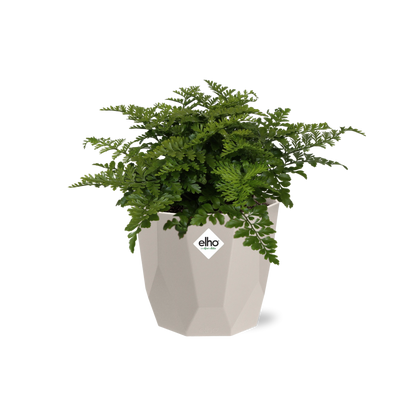 Asplenium Parvati in ELHO b.for rock 14 cm warm grey