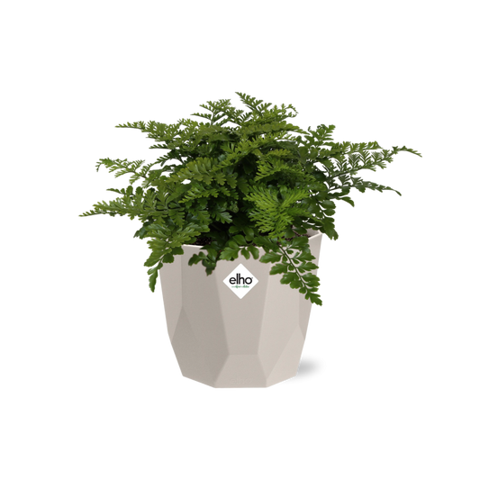 Asplenium Parvati in ELHO b.for rock 14 cm warm grey