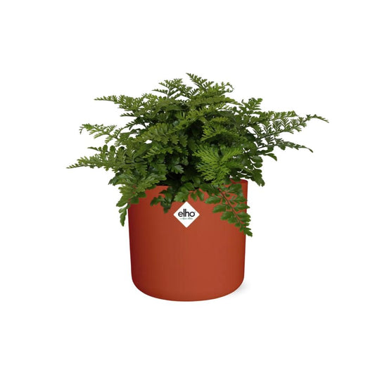 Asplenium Parvati in ELHO b.for soft rond 14cm brique
