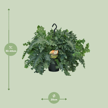 Phlebodium Davana - Ø20cm - ↕40cm
