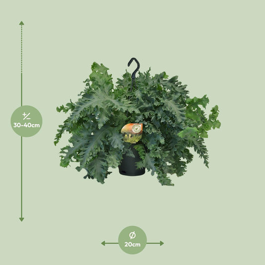 Phlebodium Davana - Ø20cm - ↕40cm